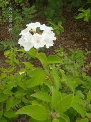 Varronia leucocephala