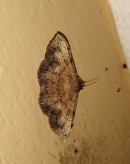Anticarsia irrorata