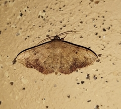 Anticarsia irrorata