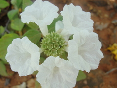 Varronia leucocephala