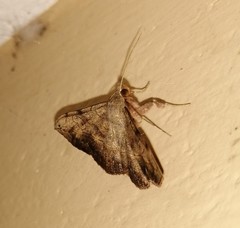 Anticarsia irrorata