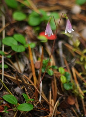 Linnaea borealis longiflora