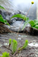 Euryops transvaalensis setilobus