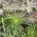 Cyperus papyrus madagascariensis - Photo (c) Stephane Philizot, μερικά δικαιώματα διατηρούνται (CC BY-NC), uploaded by Stephane Philizot