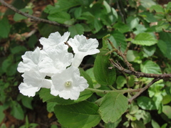 Varronia leucocephala