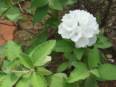 Varronia leucocephala