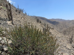 Ophryosporus triangularis