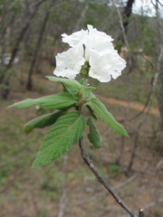 Varronia leucocephala