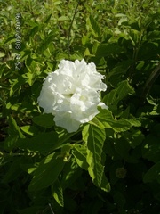 Varronia leucocephala