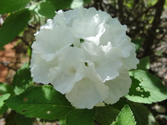 Varronia leucocephala