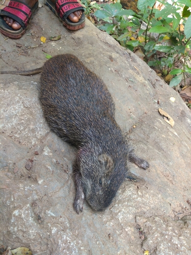 Greater Cane Rat