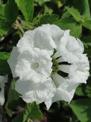 Varronia leucocephala