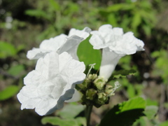 Varronia leucocephala