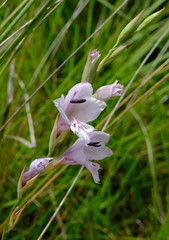 Gladiolus woodii