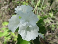 Varronia leucocephala