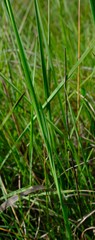 Gladiolus woodii