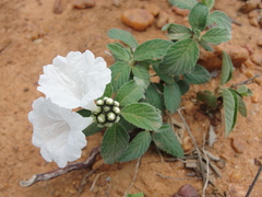 Varronia leucocephala