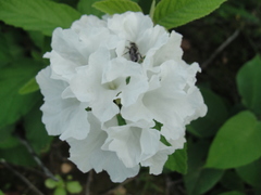 Varronia leucocephala