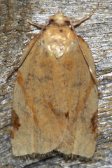 Paramesia gnomana