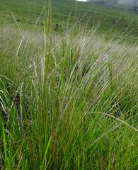 Gladiolus woodii