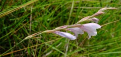 Gladiolus woodii