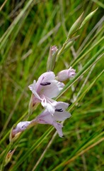 Gladiolus woodii