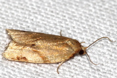 Paramesia gnomana