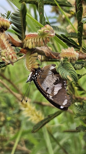 Danaid Eggfly