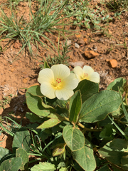 Hibiscus aethiopicus ovatus