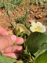 Hibiscus aethiopicus ovatus