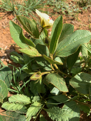 Hibiscus aethiopicus ovatus