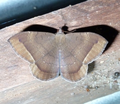 Hemeroblemma scolopacea