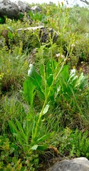 Senecio isatideus