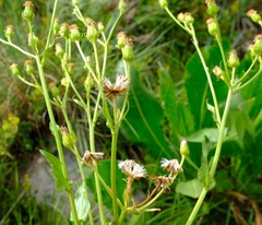 Senecio isatideus