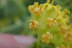 Coulterella capitata