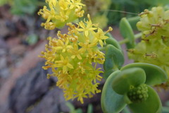 Coulterella capitata