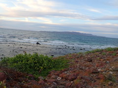 Coulterella capitata