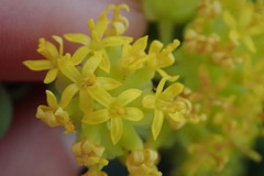 Coulterella capitata