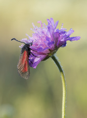 Zygaena minos