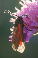 Zygaena minos