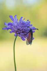 Zygaena minos
