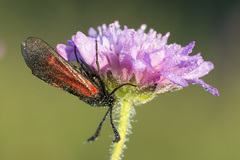Zygaena minos
