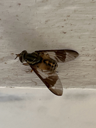 Unknown species found near North St, Hebron, CT, US