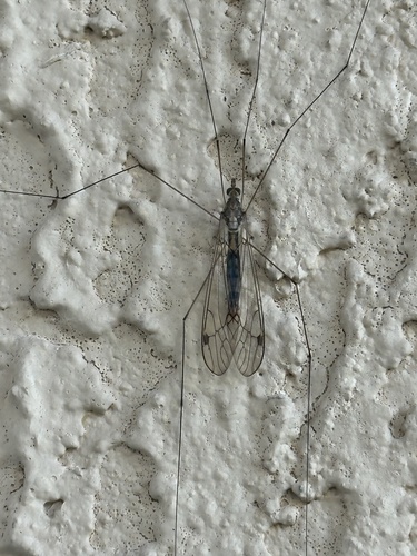 Unknown species found near Bright Ct, Orlando, FL, US
