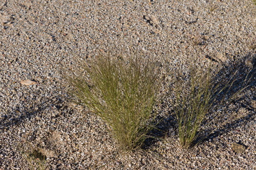 Santa Rita three-awn (Aristida californica)