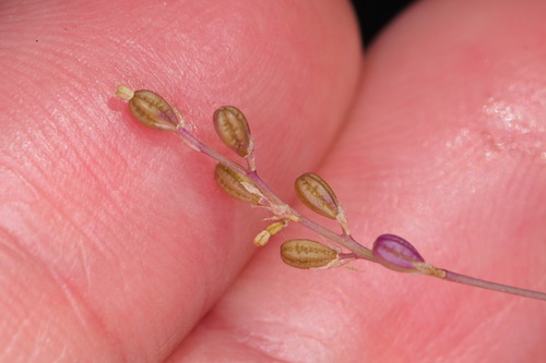 Creeping Spiderling (Boerhavia spicata)