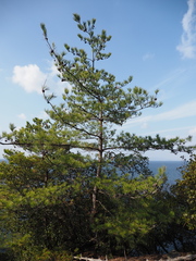 Pinus densiflora