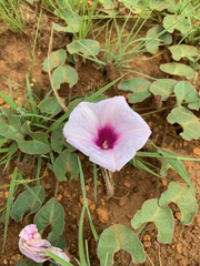 Ipomoea bathycolpos