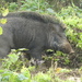 חזיר בר הודי - Photo (c) datadan,  זכויות יוצרים חלקיות (CC BY), הועלה על ידי datadan