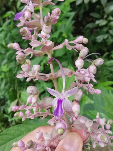 Blue Fountain Bush (Rotheca serrata)